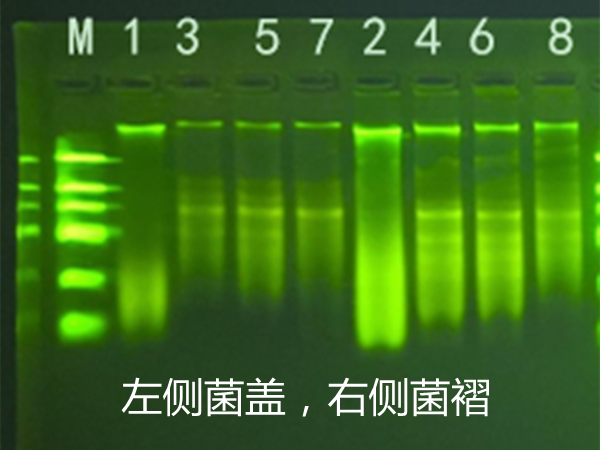 真菌DNA/RNA提取時樣本的預處理方法總結(jié)